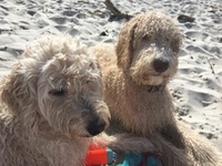 Wet dogs at the beach.