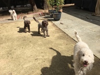 A labradoodle playdate
